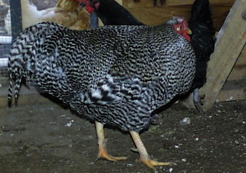 Stripey The Rooster